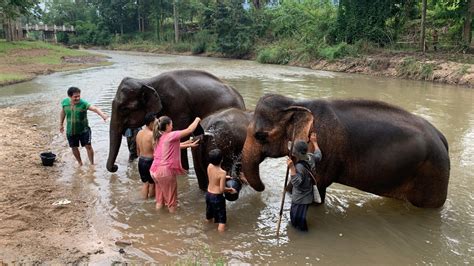 Elephant Freedom Project, Chiang Mai Elephant Sanctuary.